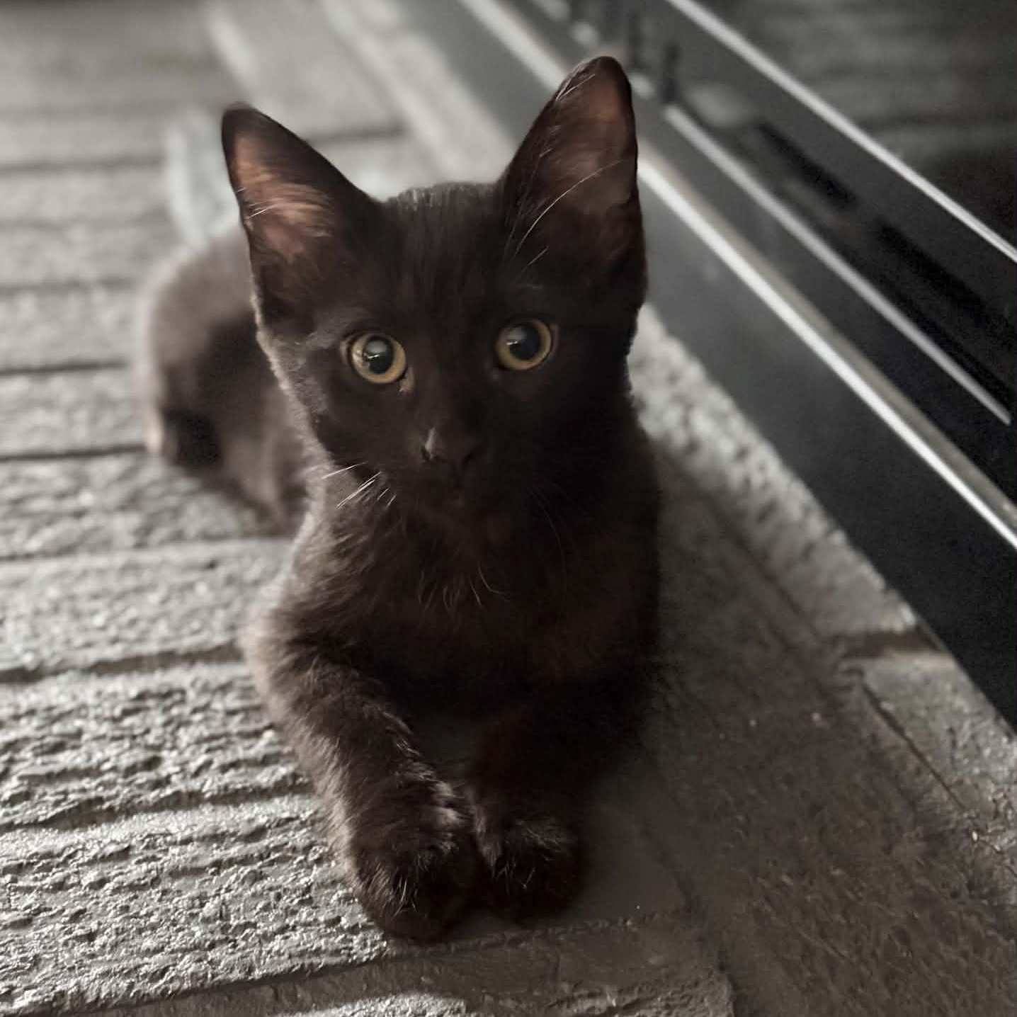 Cherry Coke, ADOPTABLE, Kitten Female Domestic Short Hair.