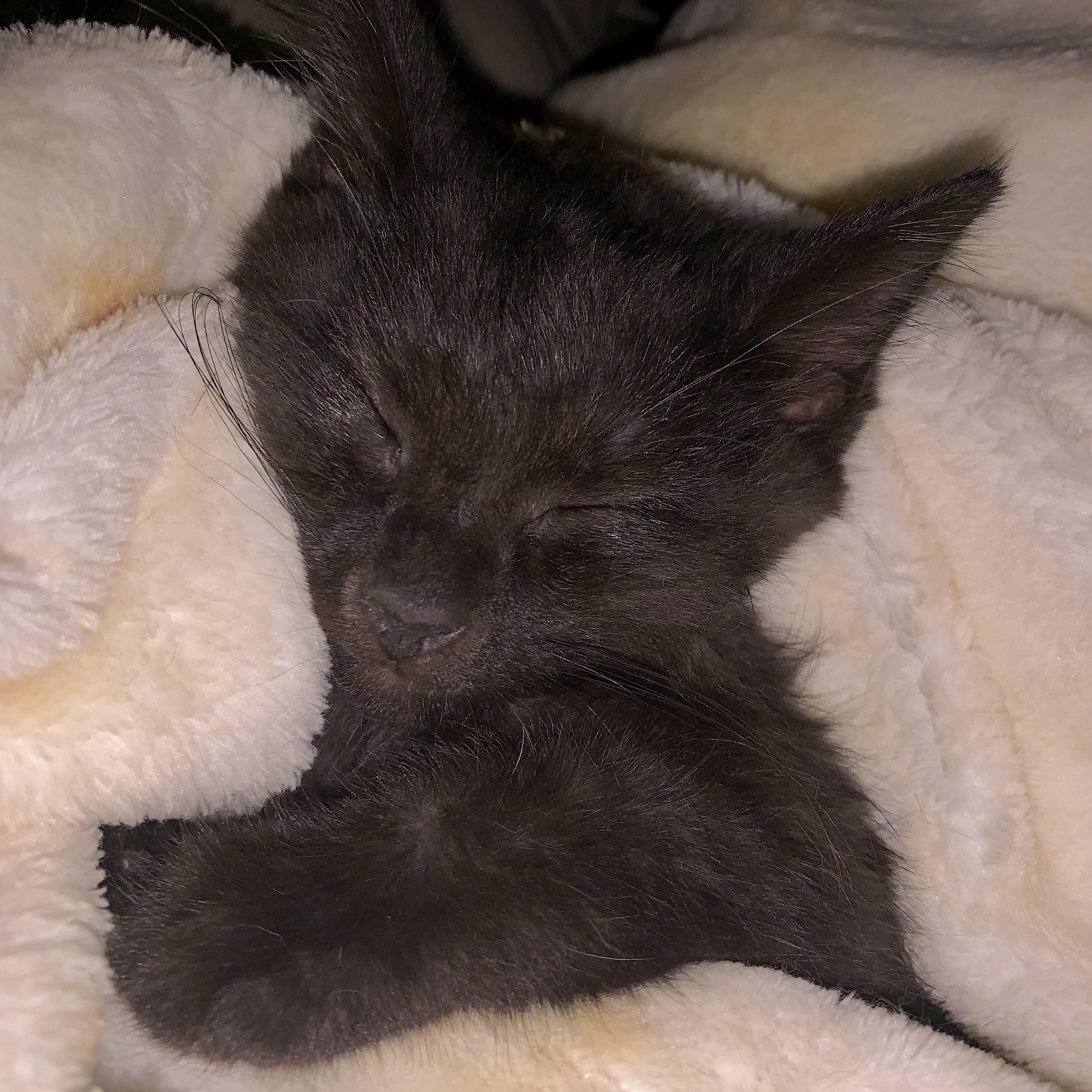 Cherry Coke, a ADOPTABLE Domestic Short Hair in Royal Oak, MI image 4/6