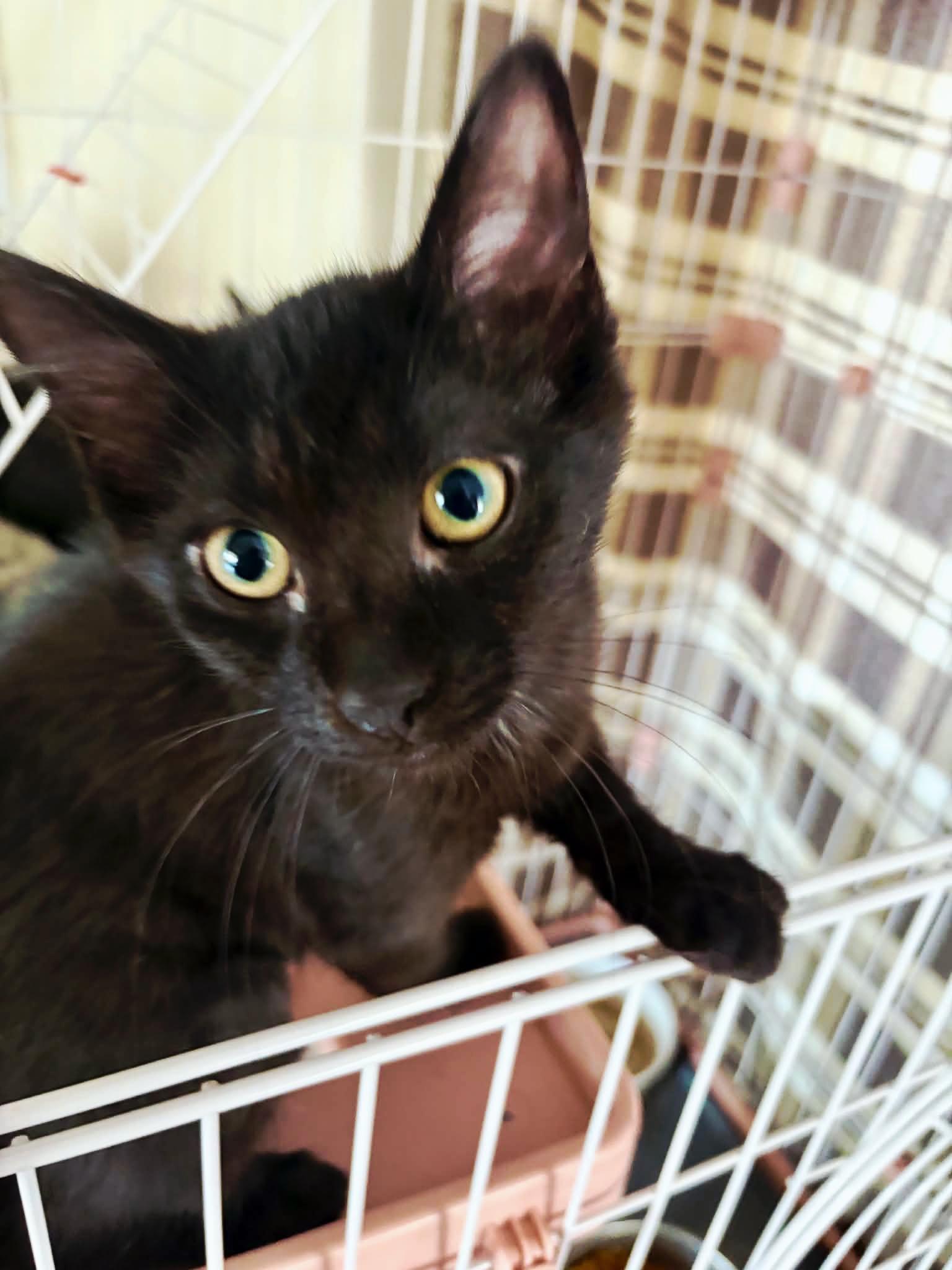 Cherry Coke, a ADOPTABLE Domestic Short Hair in Royal Oak, MI image 3/6