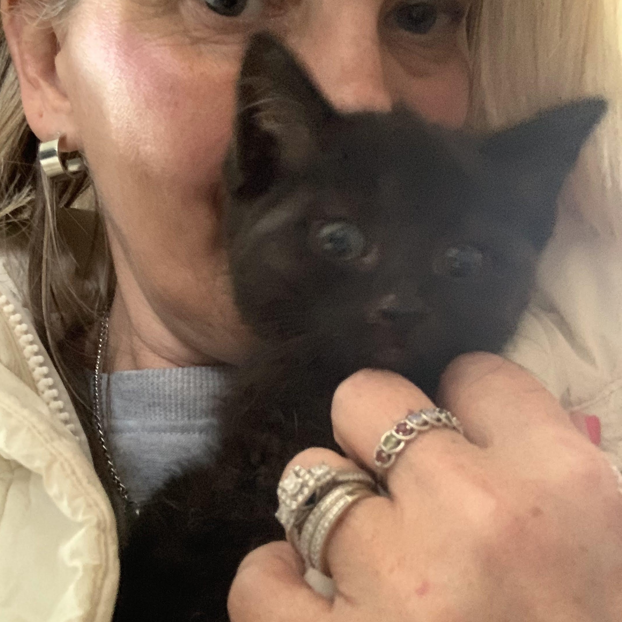 Cherry Coke, a ADOPTABLE Domestic Short Hair in Royal Oak, MI image 5/6
