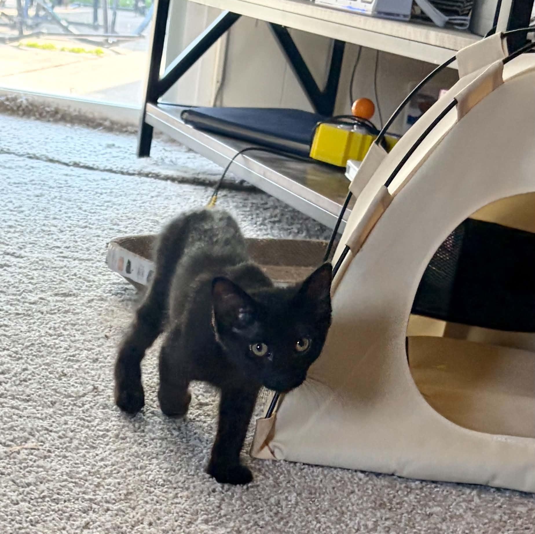 Cherry Coke, a ADOPTABLE Domestic Short Hair in Royal Oak, MI image 6/6