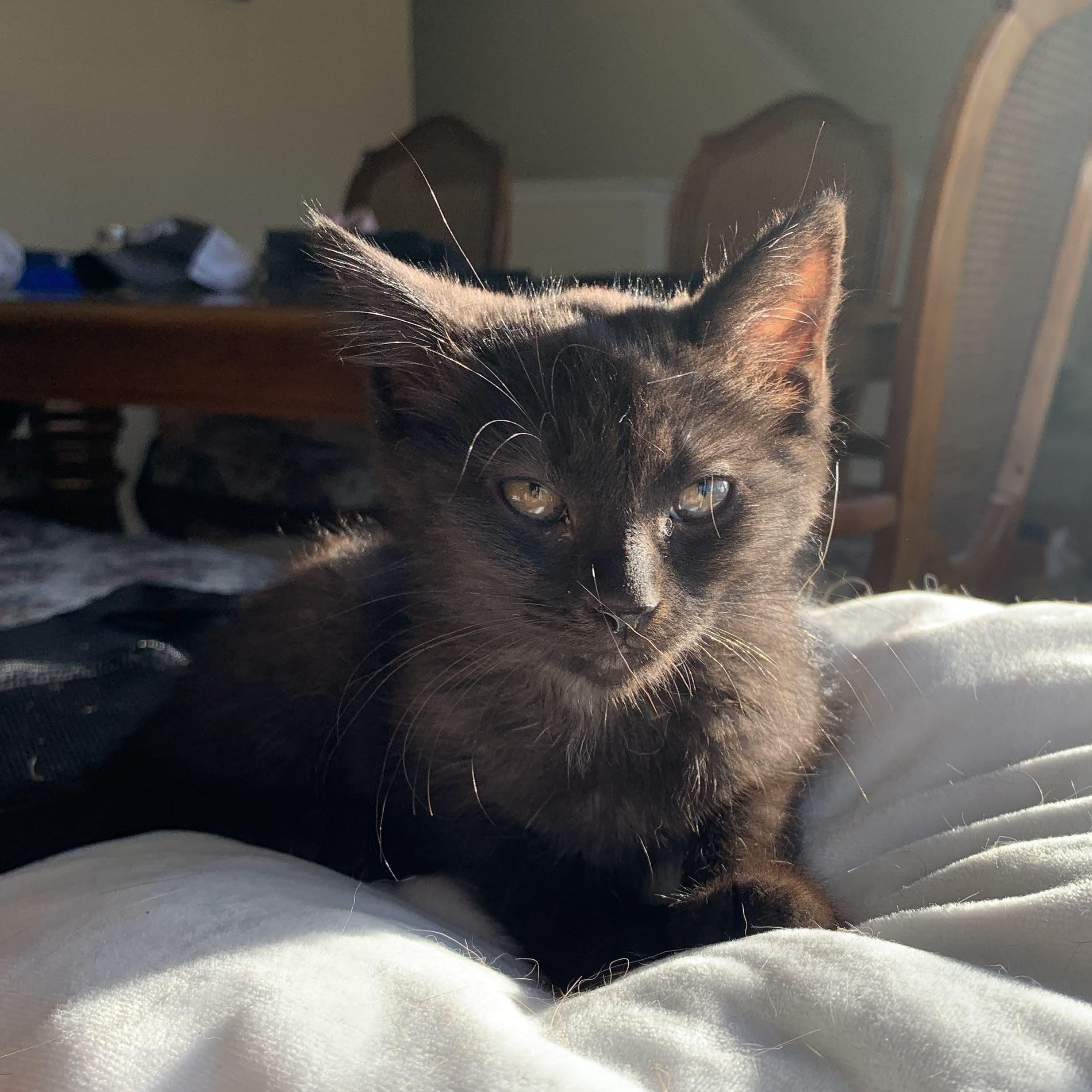 Cherry Coke, a ADOPTABLE Domestic Short Hair in Royal Oak, MI image 2/6