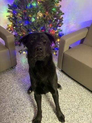 Boo Bear, Adoptable, Adult Male Black Labrador Retriever & German Shepherd Dog.
