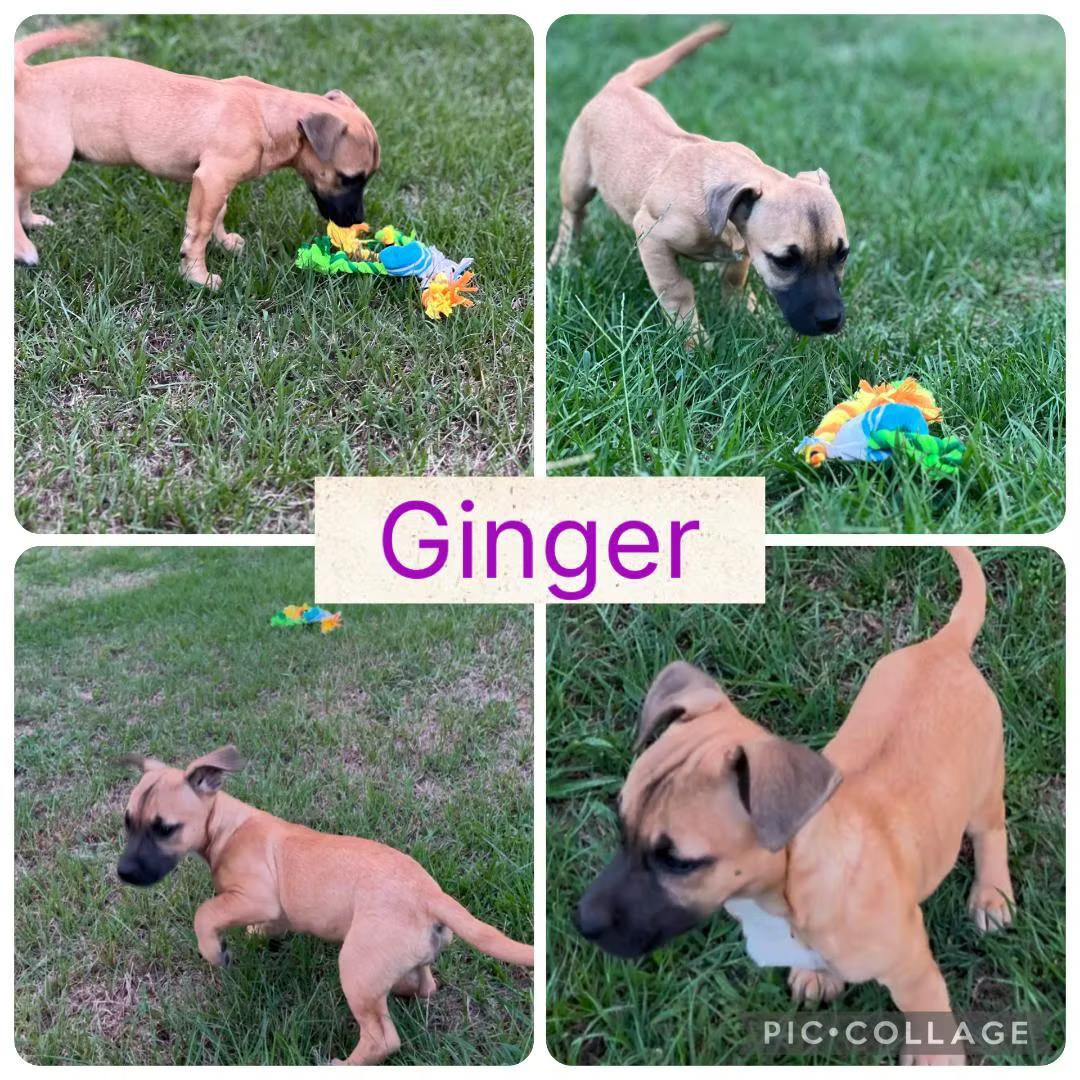 Ginger - in Maine, Adoptable, Puppy Female Terrier.