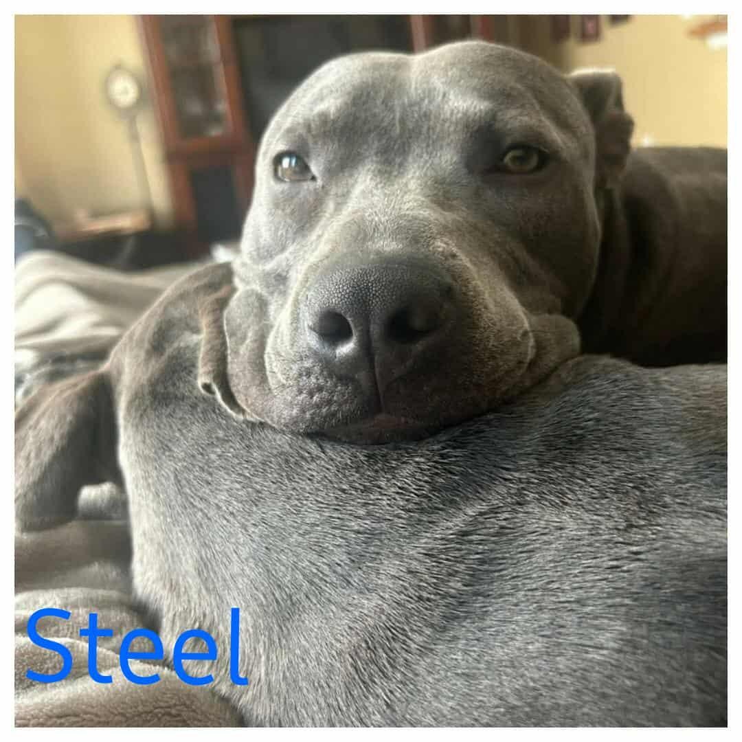 STEEL, a Adoptable Pit Bull Terrier image 4/6