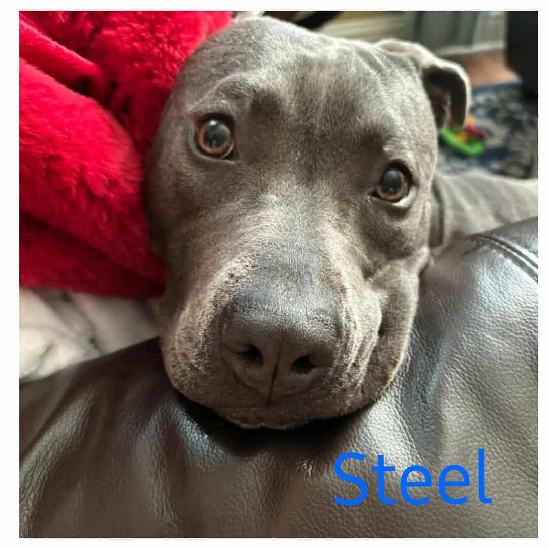 STEEL, a Adoptable Pit Bull Terrier image 5/6