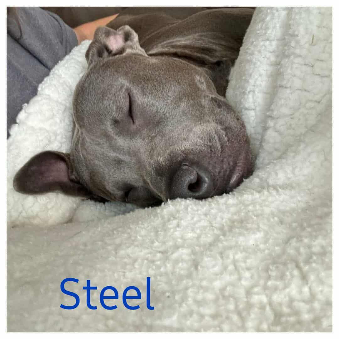 STEEL, a Adoptable Pit Bull Terrier image 6/6