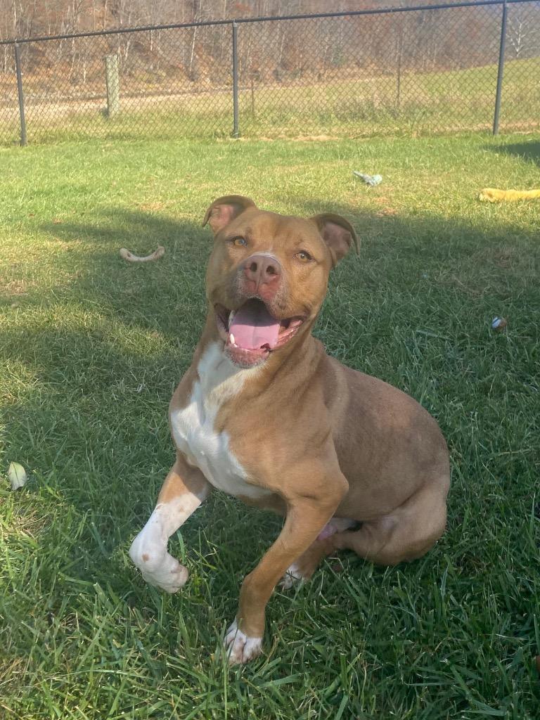 Scooby Doo, Adoptable, Adult Male American Staffordshire Terrier.