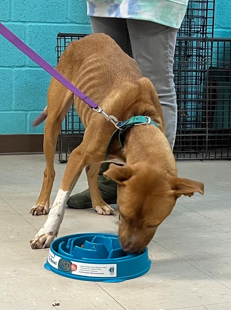 Enlarge Scooby Doo, a Adoptable American Staffordshire Terrier in Burnsville, NC image 2/6