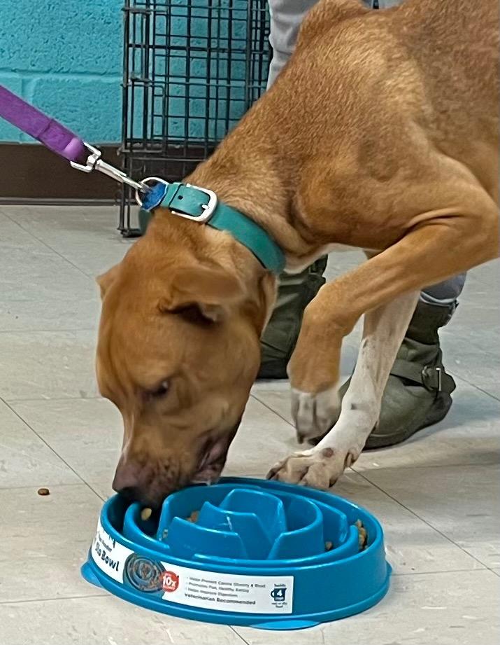 Enlarge Scooby Doo, a Adoptable American Staffordshire Terrier in Burnsville, NC image 3/6