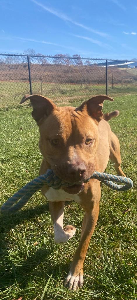 Enlarge Scooby Doo, a Adoptable American Staffordshire Terrier in Burnsville, NC image 4/6
