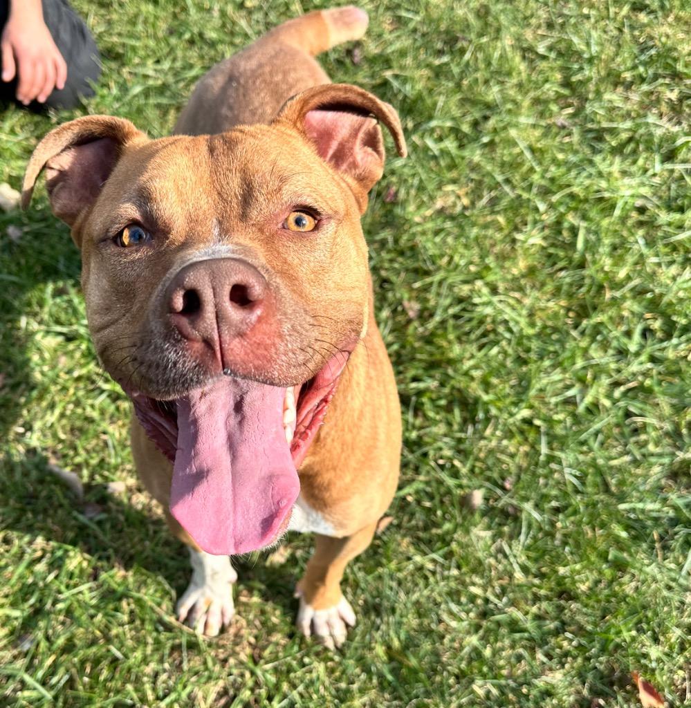 Enlarge Scooby Doo, a Adoptable American Staffordshire Terrier in Burnsville, NC image 5/6