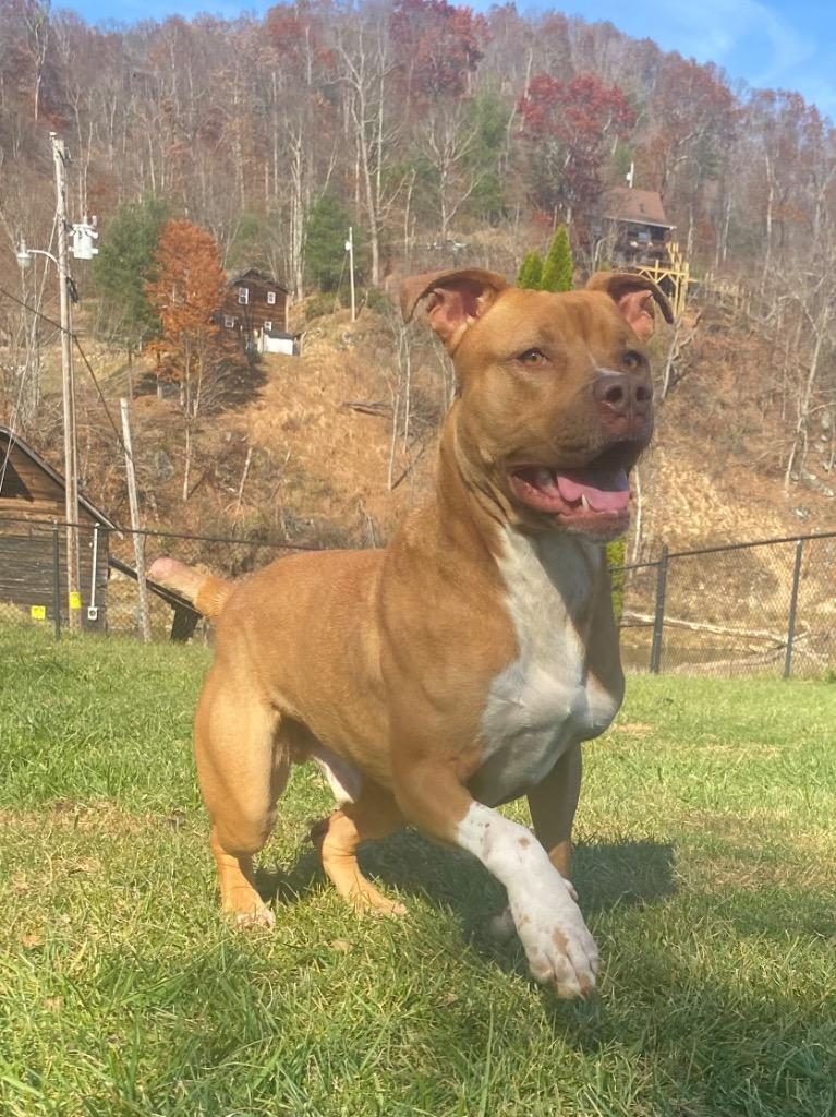 Enlarge Scooby Doo, a Adoptable American Staffordshire Terrier in Burnsville, NC image 6/6