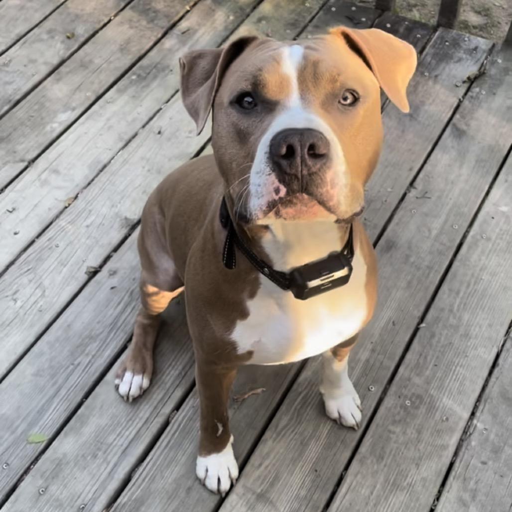 Enlarge Asta, a Adoptable American Staffordshire Terrier in Winston Salem, NC image 1/6