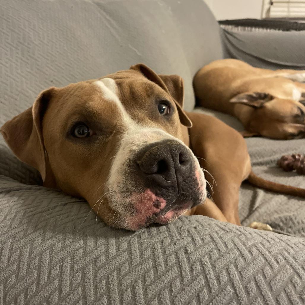 Enlarge Asta, a Adoptable American Staffordshire Terrier in Winston Salem, NC image 2/6