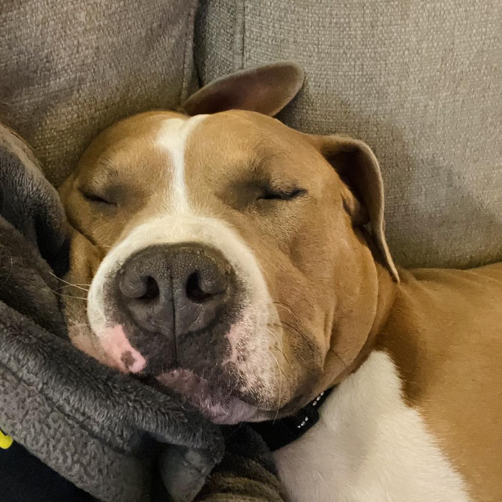 Enlarge Asta, a Adoptable American Staffordshire Terrier in Winston Salem, NC image 3/6
