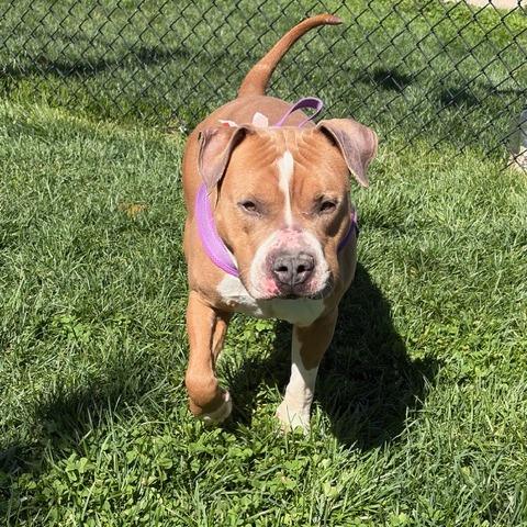 Enlarge Asta, a Adoptable American Staffordshire Terrier in Winston Salem, NC image 5/6