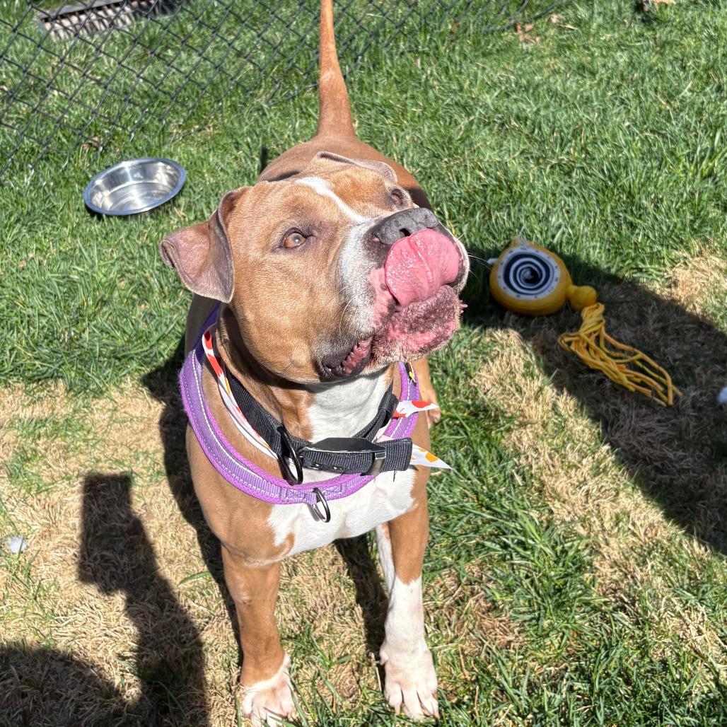 Enlarge Asta, a Adoptable American Staffordshire Terrier in Winston Salem, NC image 6/6