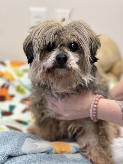 Princess, adopted, Adult Female Shih Tzu.