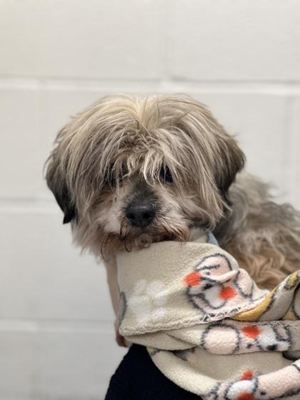 Enlarge Princess, an adopted mixed breed in Sacramento, CA image 2/3