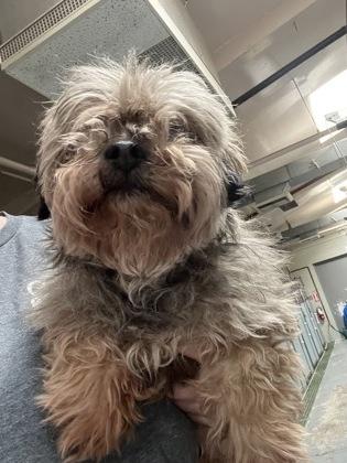 Enlarge Princess, an adopted mixed breed in Sacramento, CA image 3/3