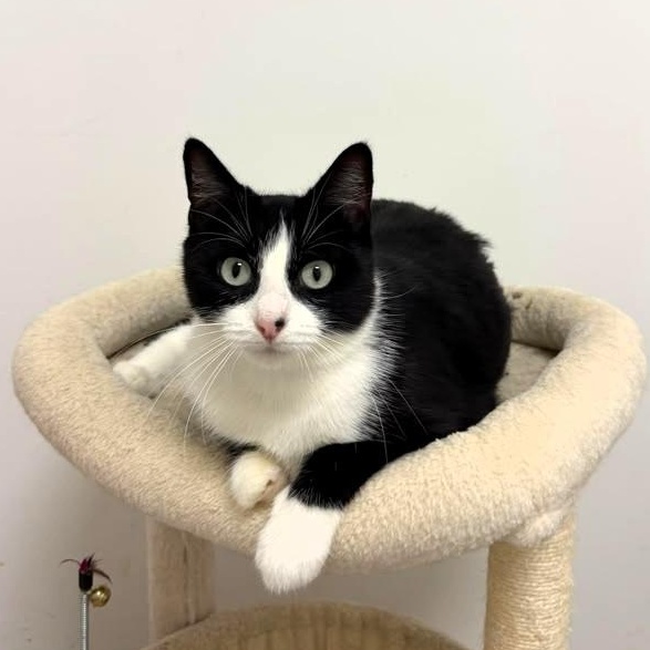 Enlarge Coral, a Adopted Tuxedo in Astoria, NY image 2/6