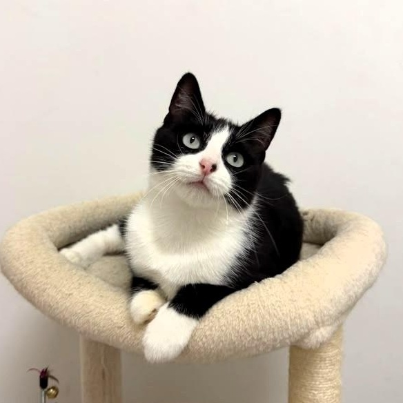 Enlarge Coral, a Adopted Tuxedo in Astoria, NY image 5/6