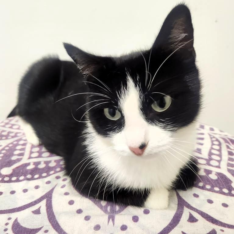 Enlarge Coral, a Adopted Tuxedo in Astoria, NY image 4/6