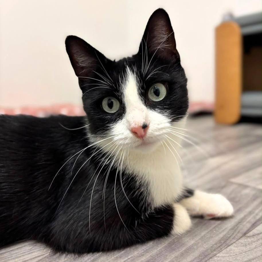 Coral, Adopted, Young Female Tuxedo.