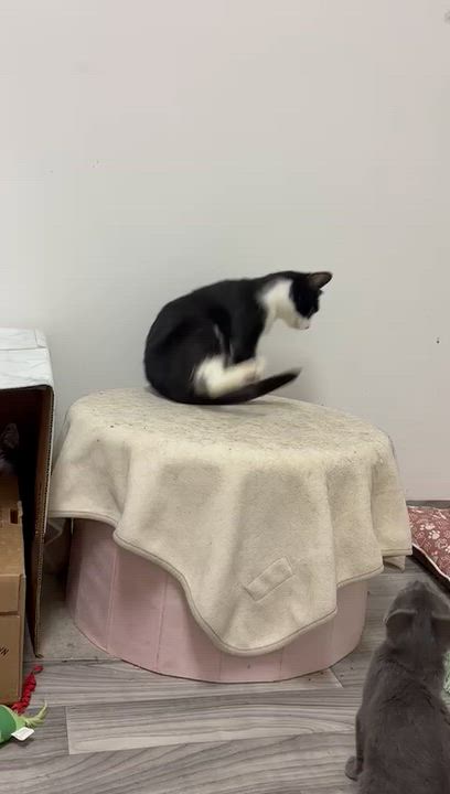 Enlarge Coral, a Adopted Tuxedo in Astoria, NY video 6/6