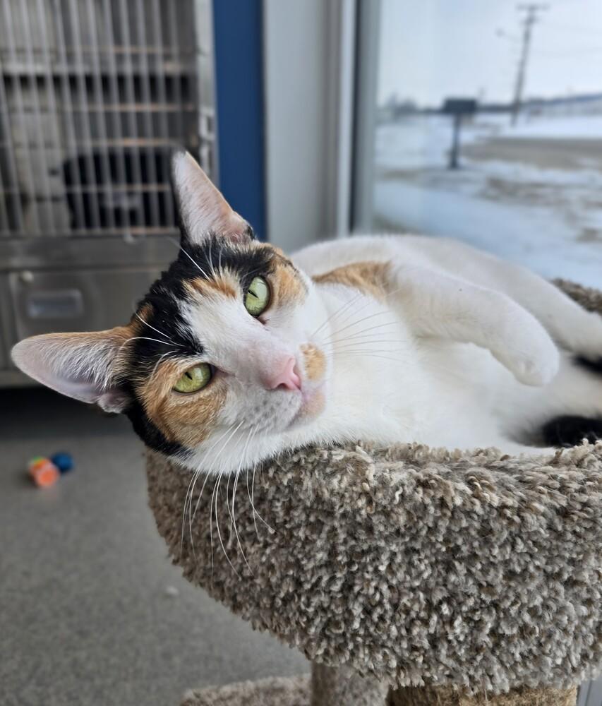 Enlarge Baby, a Adoptable Domestic Short Hair in Wellington, KS image 1/6