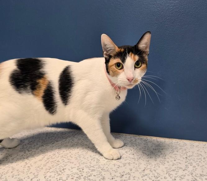 Enlarge Baby, a Adoptable Domestic Short Hair in Wellington, KS image 2/6