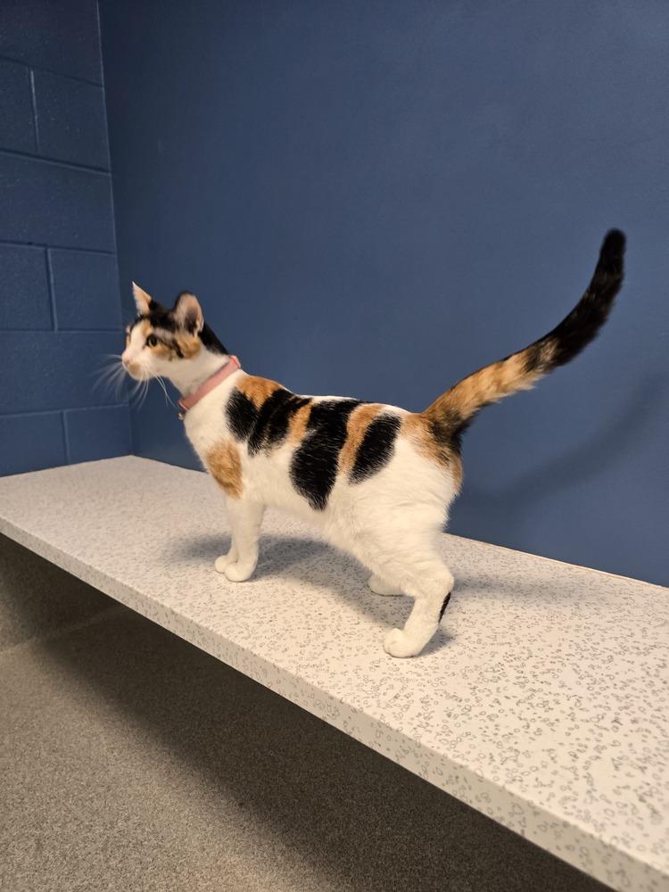 Enlarge Baby, a Adoptable Domestic Short Hair in Wellington, KS image 3/6