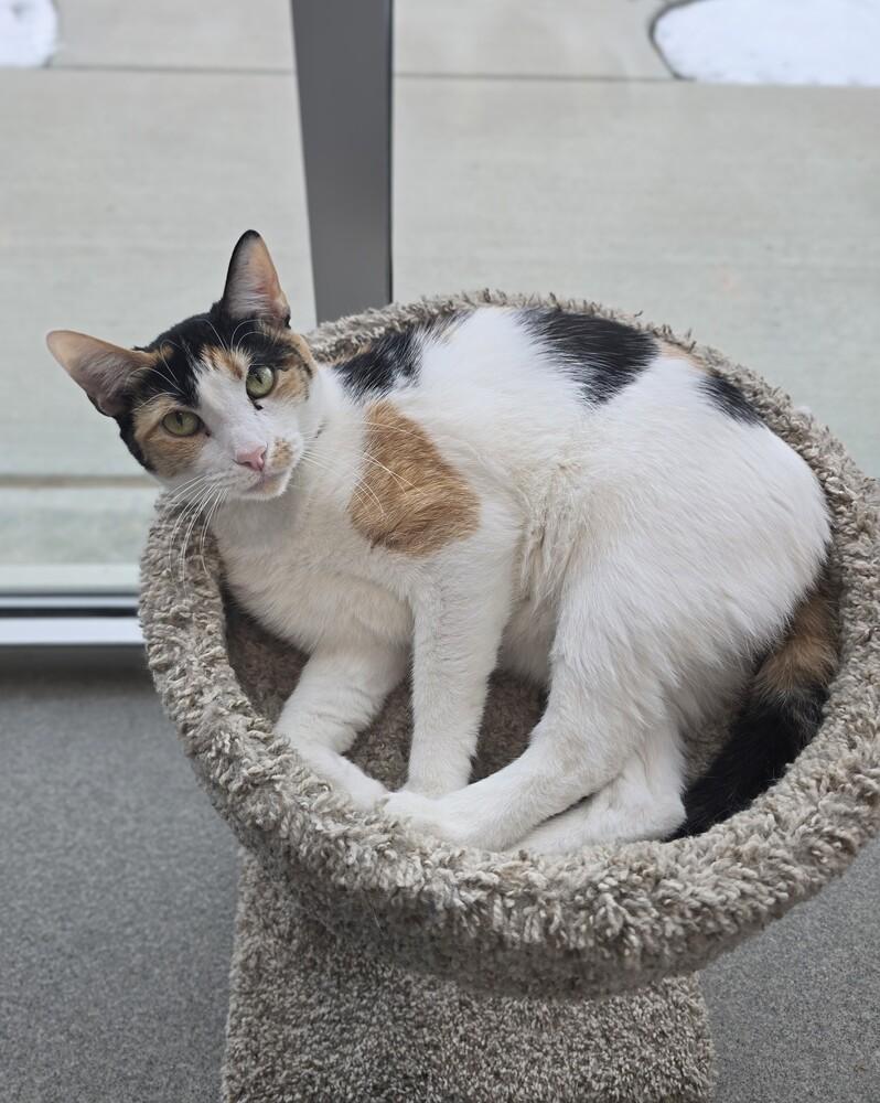 Enlarge Baby, a Adoptable Domestic Short Hair in Wellington, KS image 5/6