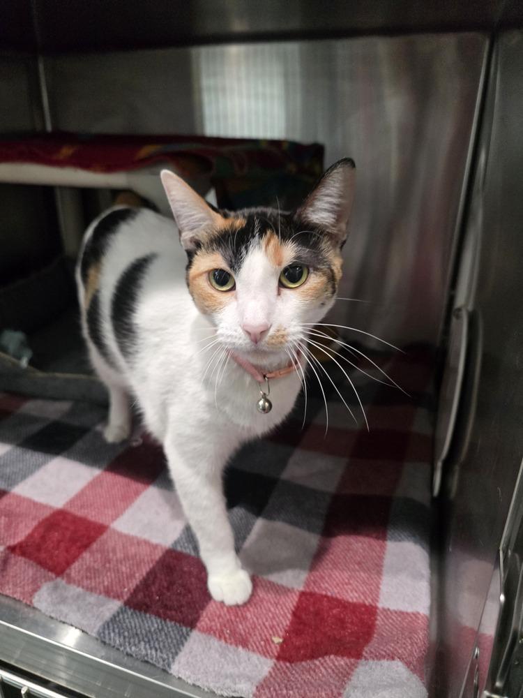 Enlarge Baby, a Adoptable Domestic Short Hair in Wellington, KS image 6/6