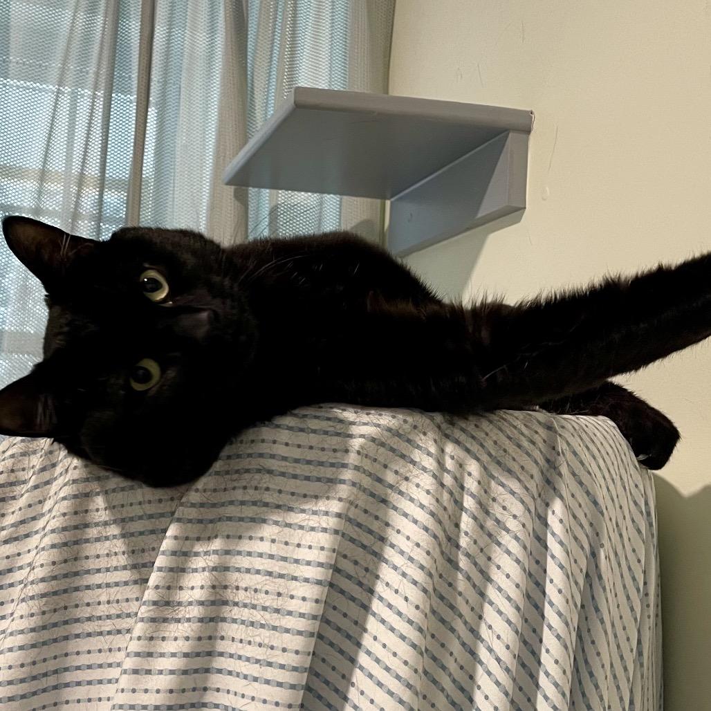Enlarge Timmy, a Adoptable Domestic Short Hair in Manchester, CT image 1/6