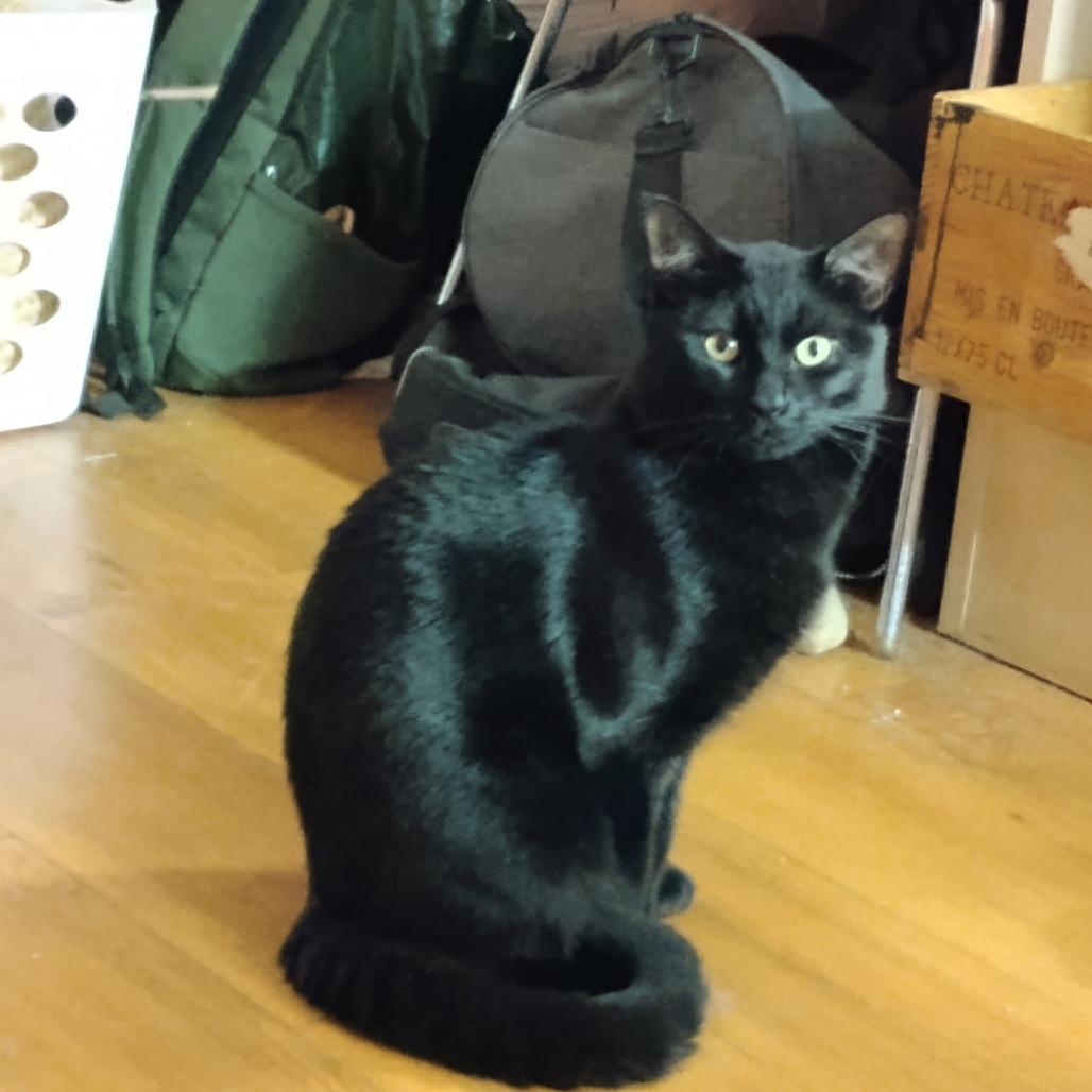 Enlarge Timmy, a Adoptable Domestic Short Hair in Manchester, CT image 2/6