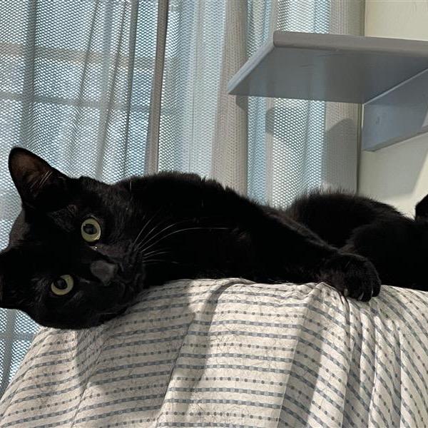 Enlarge Timmy, a Adoptable Domestic Short Hair in Manchester, CT image 3/6