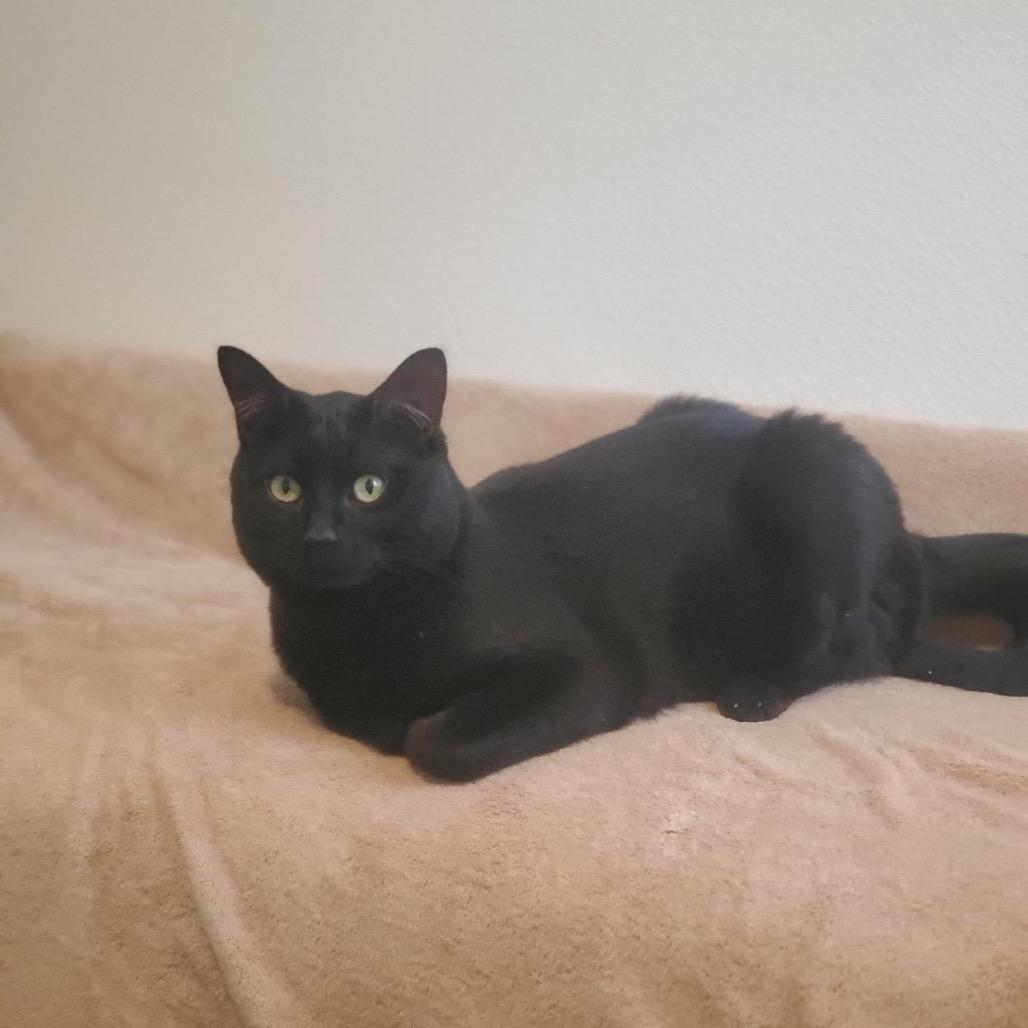 Enlarge Timmy, a Adoptable Domestic Short Hair in Manchester, CT image 4/6