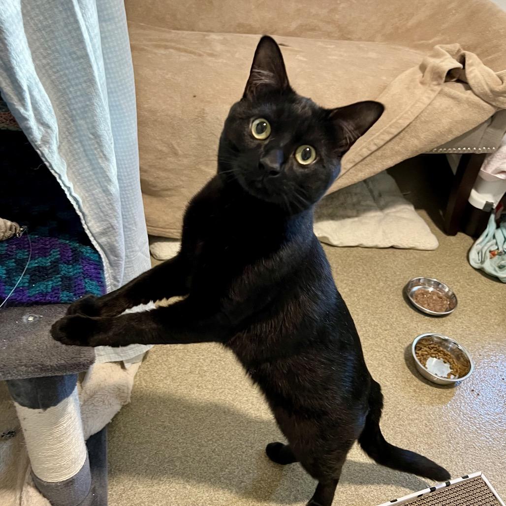 Enlarge Timmy, a Adoptable Domestic Short Hair in Manchester, CT image 5/6