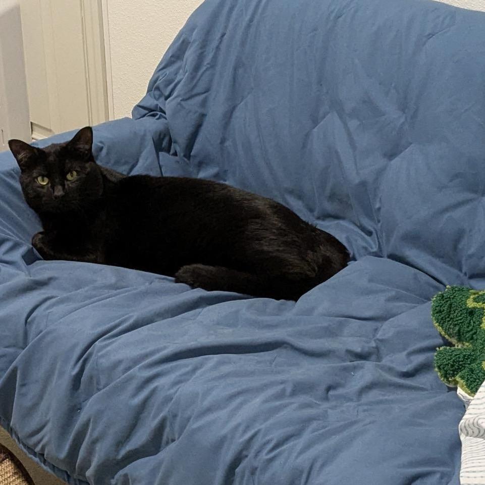 Enlarge Timmy, a Adoptable Domestic Short Hair in Manchester, CT image 6/6