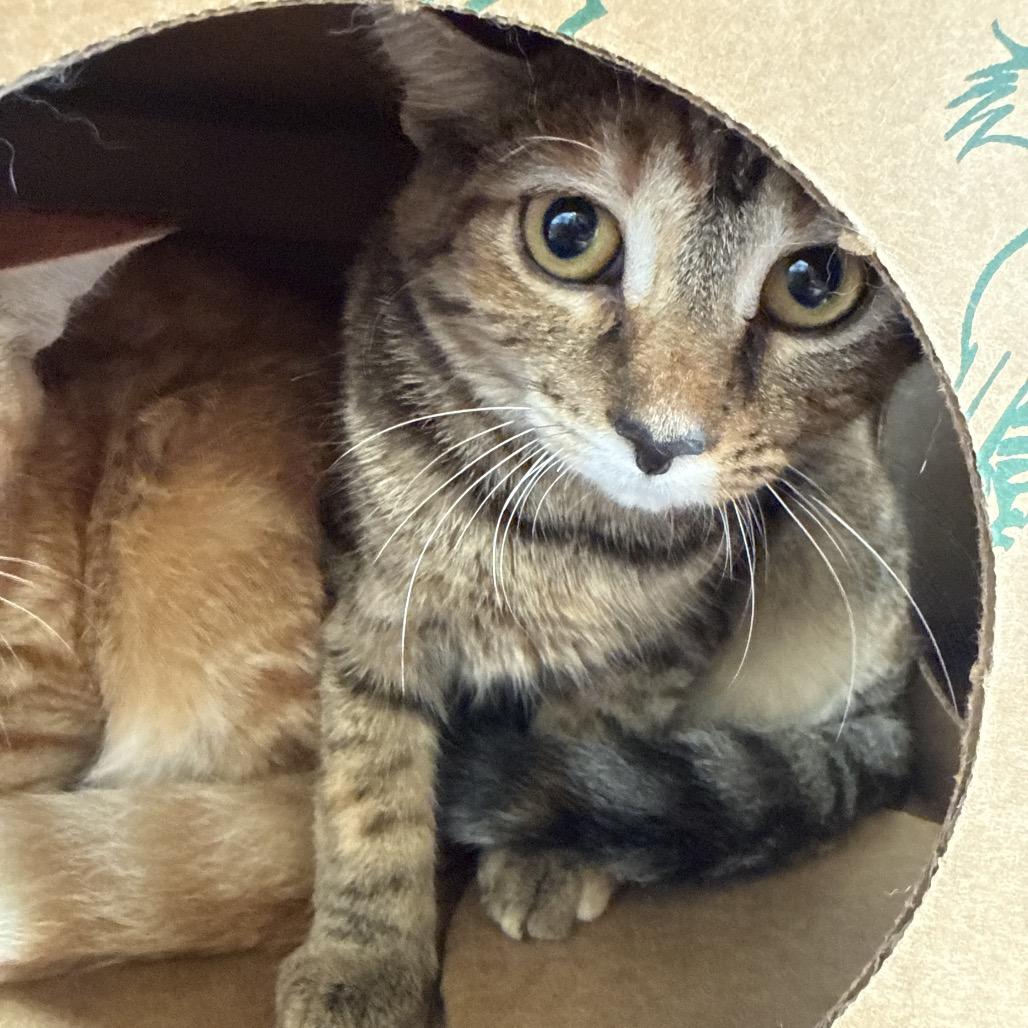 Tahiti, Adoptable, Kitten Female Domestic Short Hair & Mixed Breed.