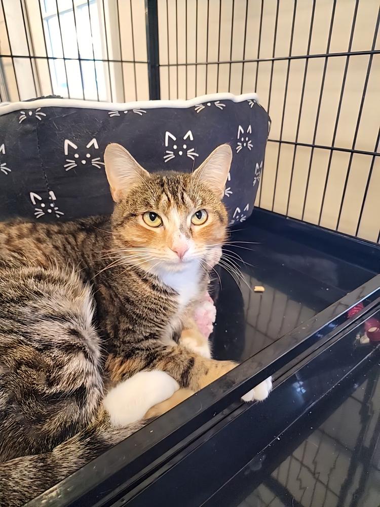 HOLLY, Adoptable, Adult Female Domestic Short Hair.