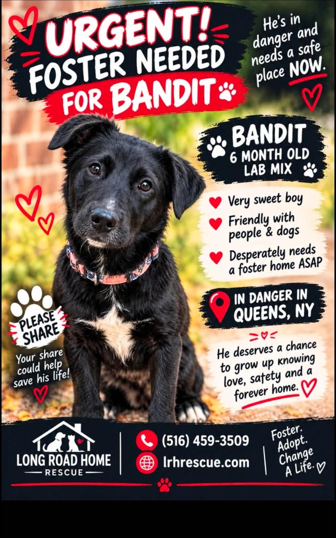 Bandit, Adoptable, Puppy Male Labrador Retriever.
