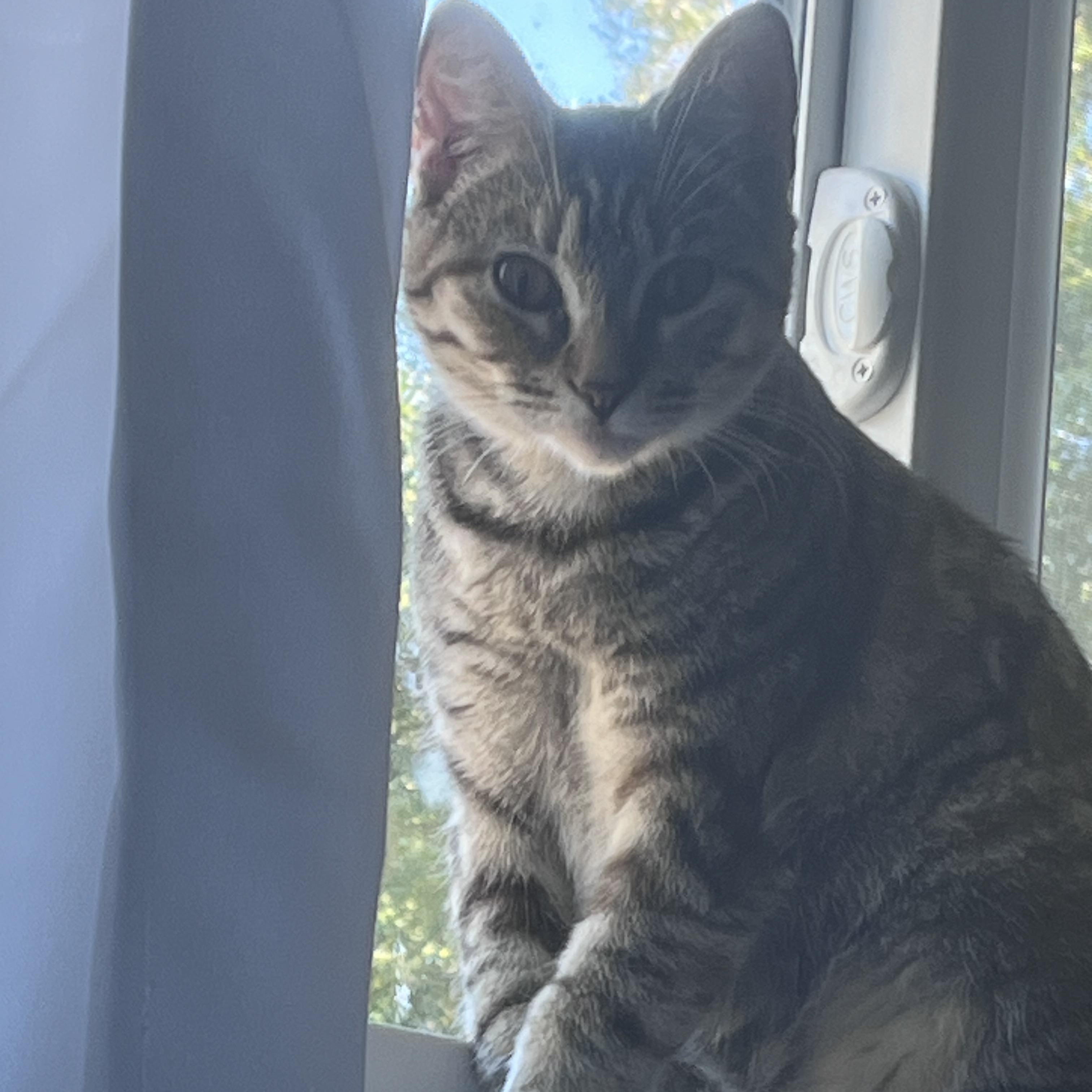 Enlarge Athena, an adopted Domestic Short Hair in Bonita Springs, FL image 2/3