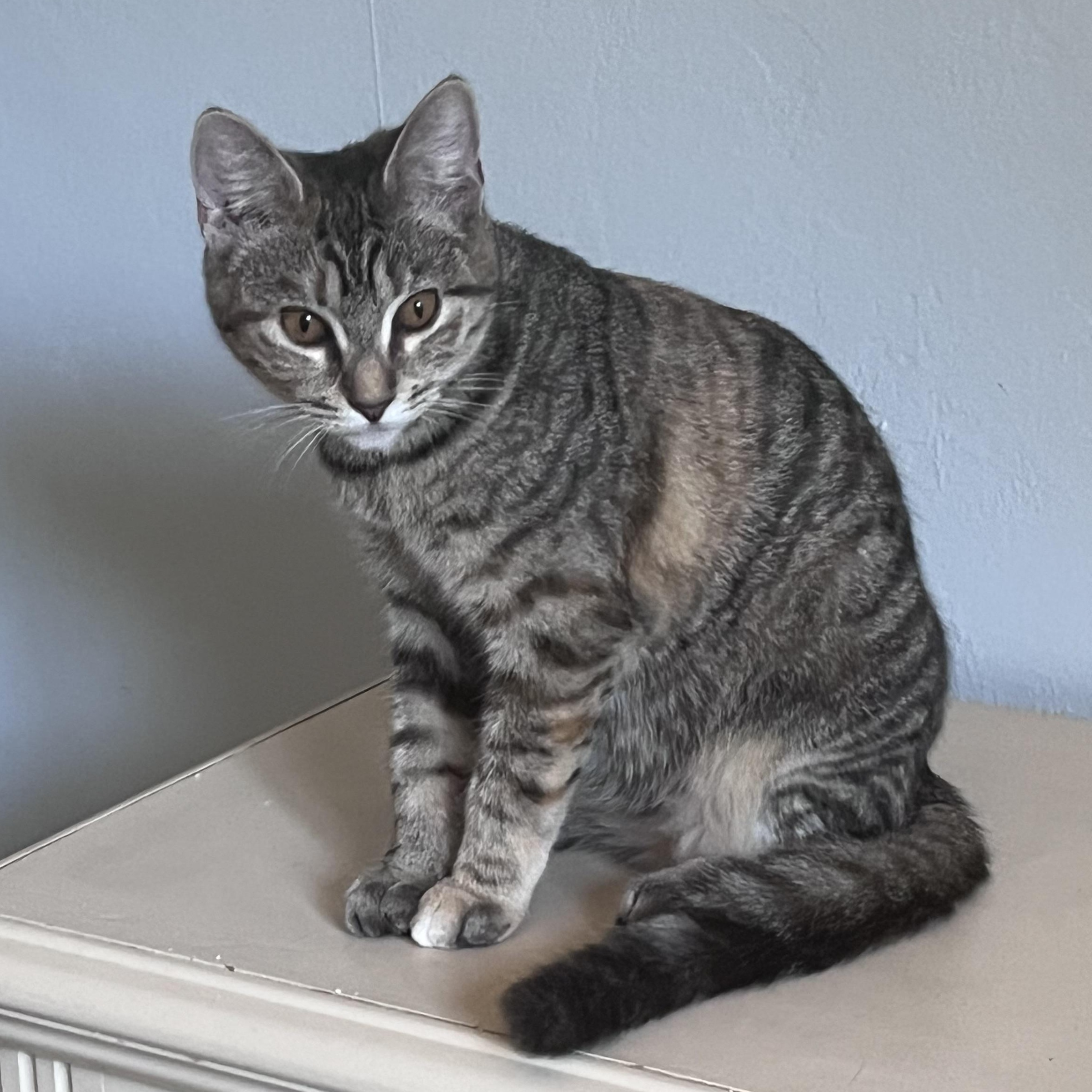 Enlarge Athena, an adopted Domestic Short Hair in Bonita Springs, FL image 3/3