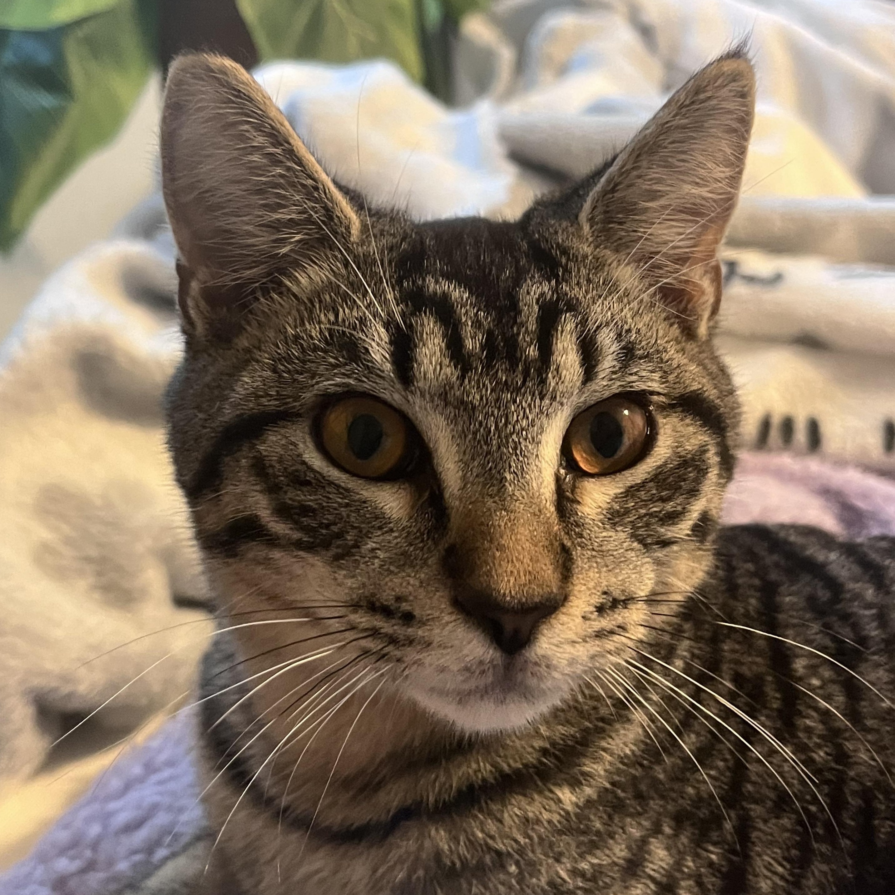 Enlarge Athena, an adopted Domestic Short Hair in Bonita Springs, FL image 1/3