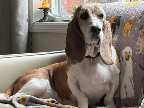 Enlarge Lily, a Adoptable Basset Hound in St. Paul, MN image 3/5