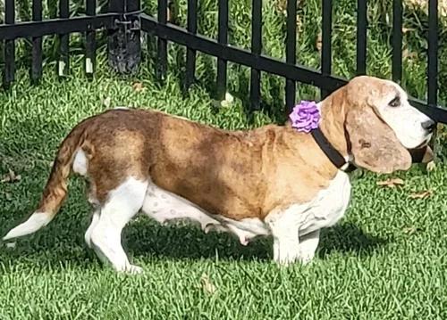 Enlarge Lily, a Adoptable Basset Hound in St. Paul, MN image 2/5