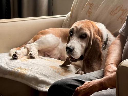 Enlarge Lily, a Adoptable Basset Hound in St. Paul, MN image 4/5